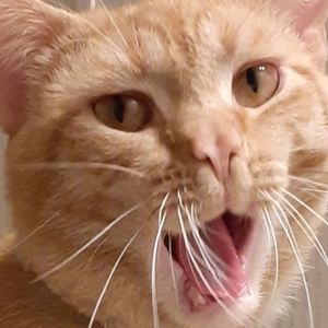 Meet your Posher, Lynnalou